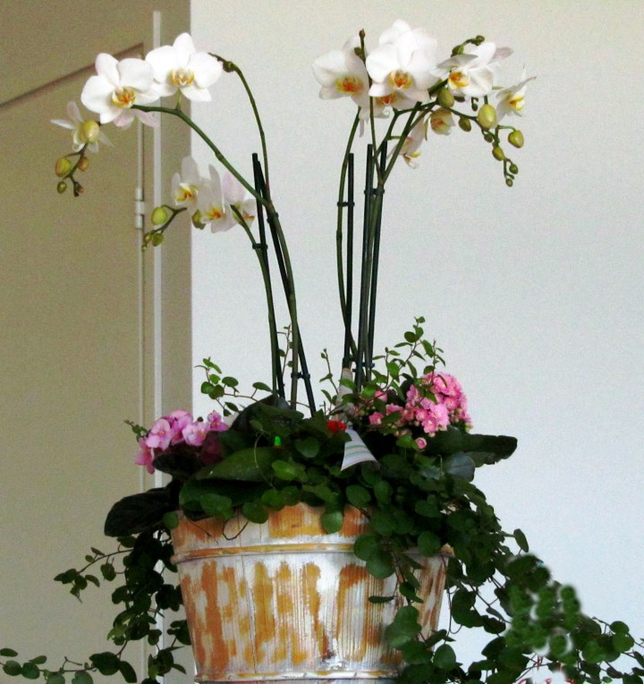 paasiainen_synttarikukka_2