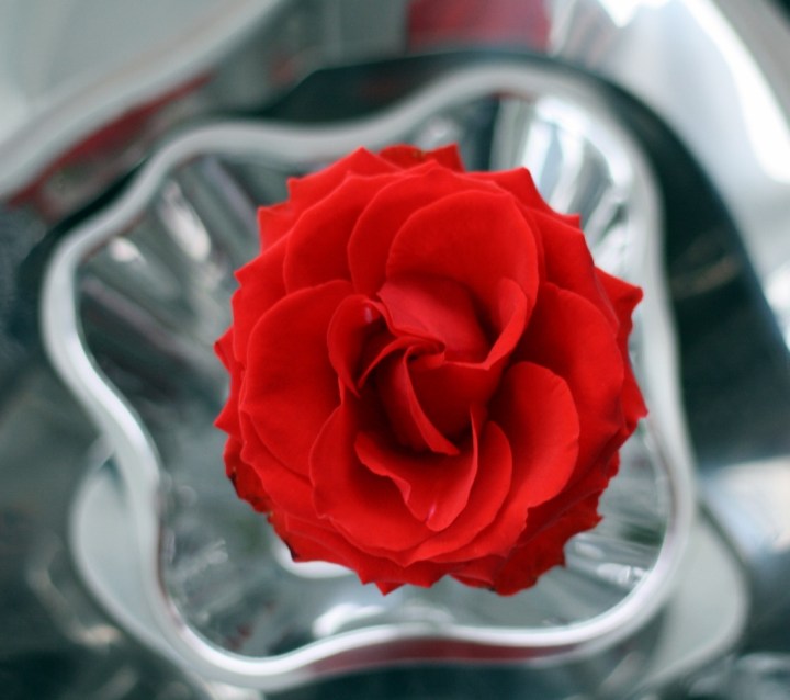 palkkioruusu1 (1024x908)