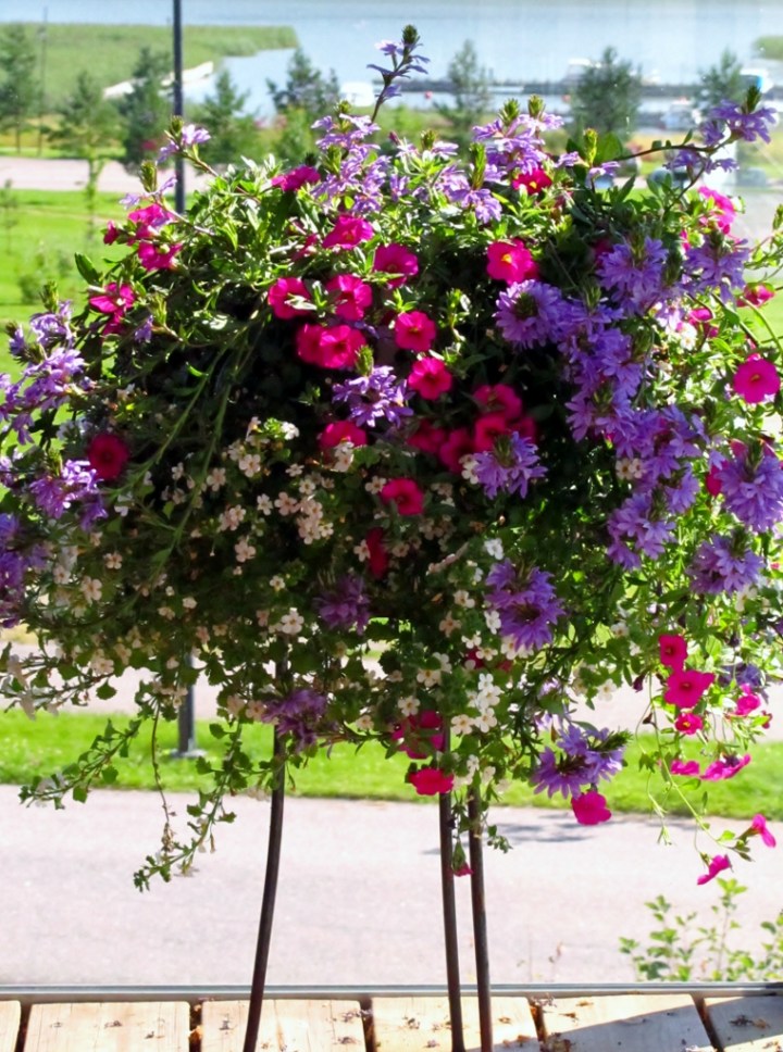 parvekeverbena 2012-07-27 003 (761x1024)