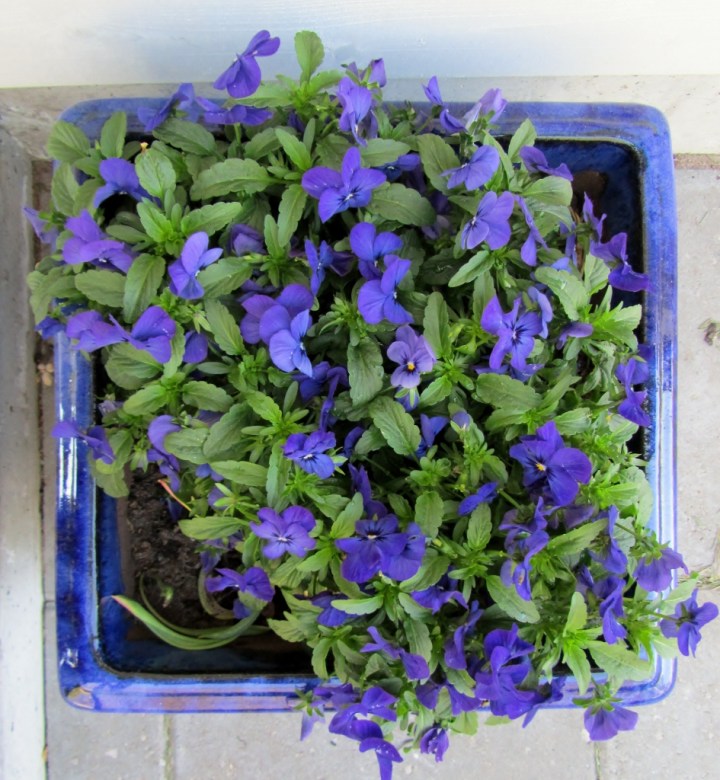 toukokuun15 2012-05-15 005 (945x1024)