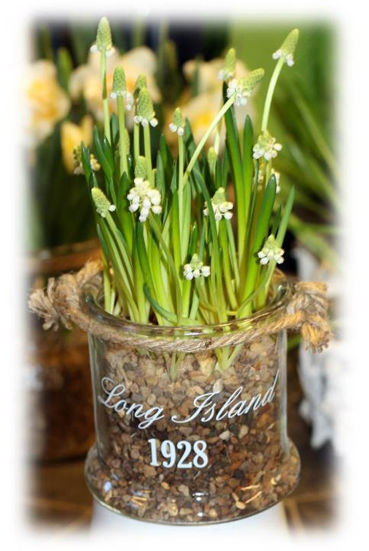 helmihyasintti_lasiruukku_pehmeareuna_72