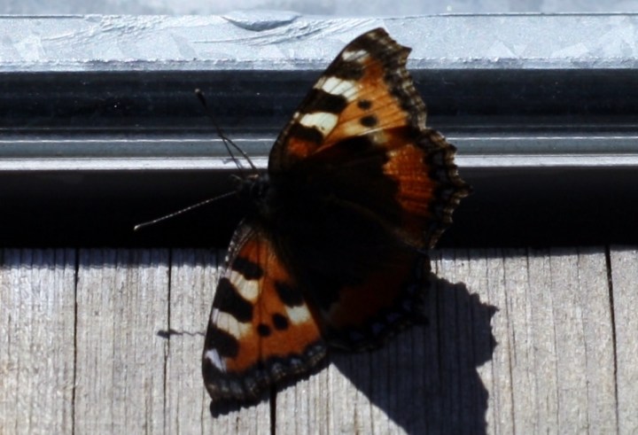 perhonen_05042013_l (957x653)