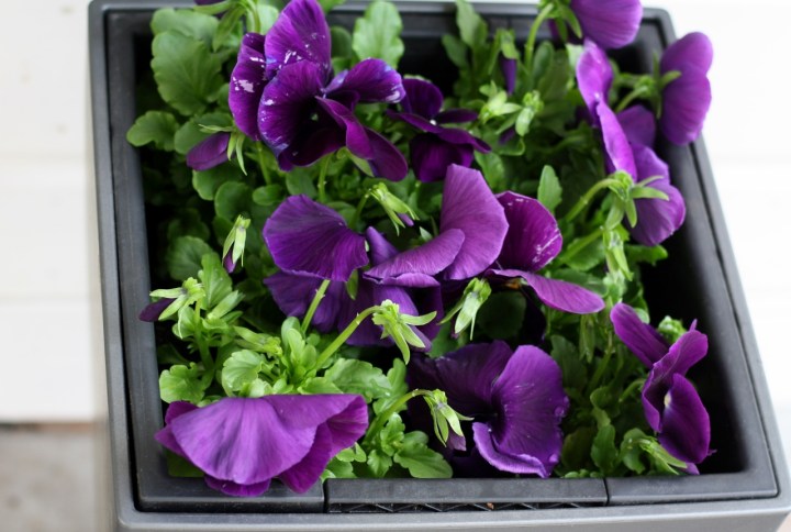 orvokit_2013 (1280x861)