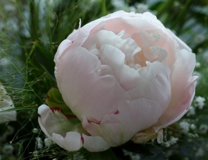 juhannuspioni1 (1280x986)