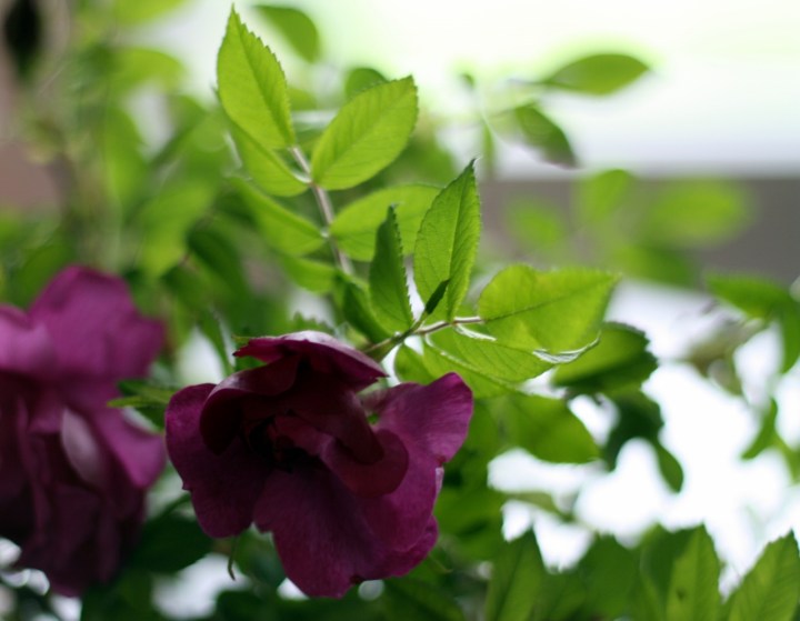 kurtturuusu1 (1280x995)