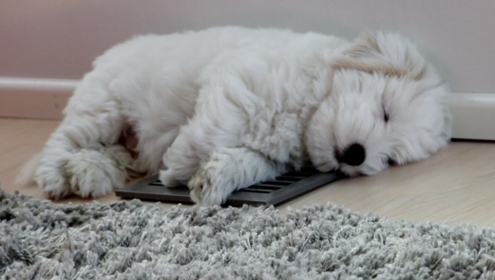 arttu_9_viikkoa (1280x727)