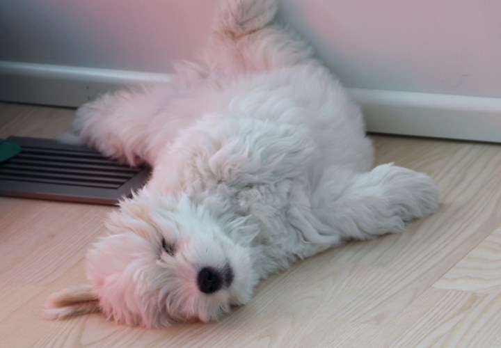 vahtikoira_arttu_11_vkoa (800x556)