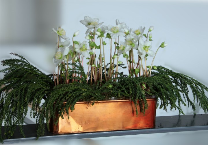 jouluruusu_2013 (1280x897)