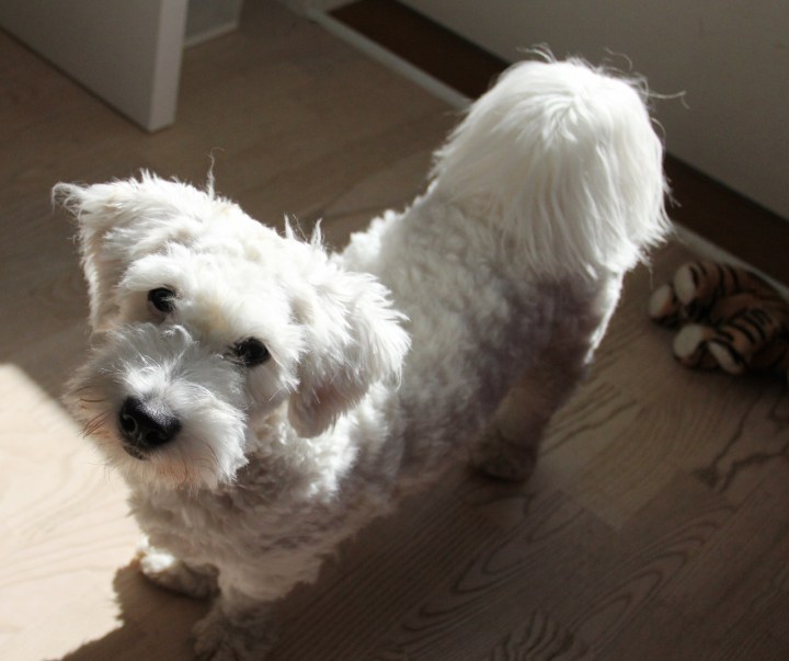 arttu_maaliskuu_2014_2 (1280x1072)