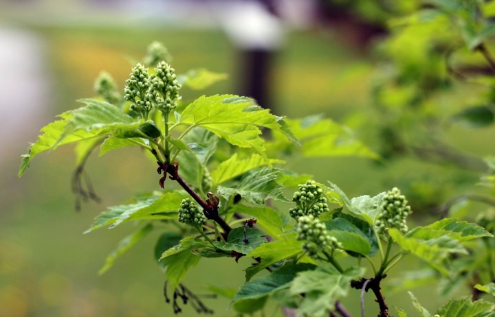 kukkivan_puun_oksa (1280x823)