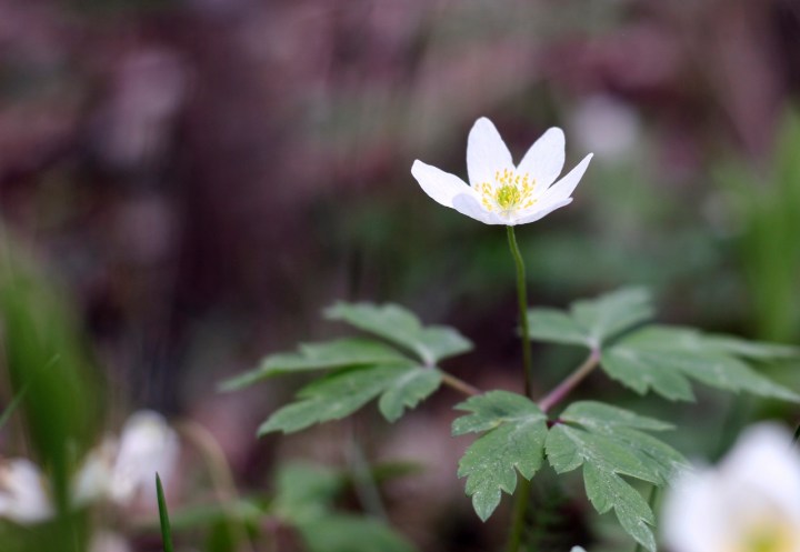 valkovuokko (1280x885)