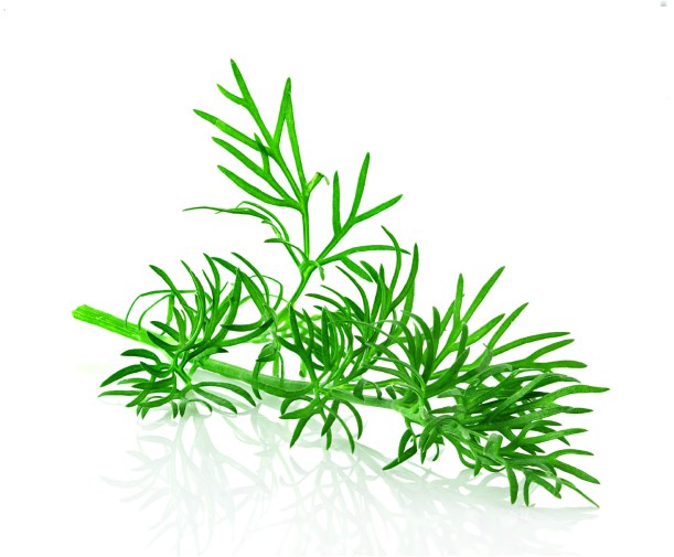 dill herb leaf isolated