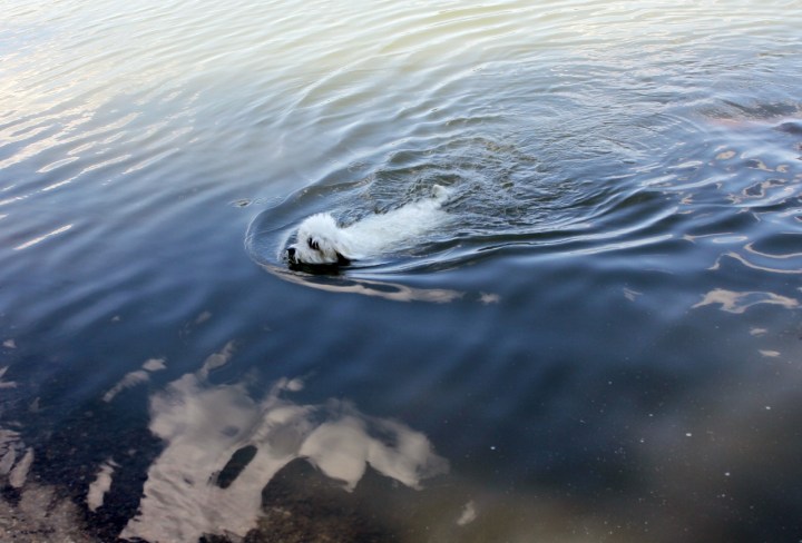 Arttu_uimassa1 (1280x869)