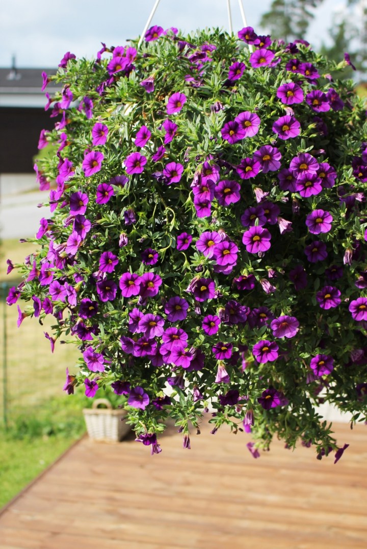 miljoonakello (857x1280)