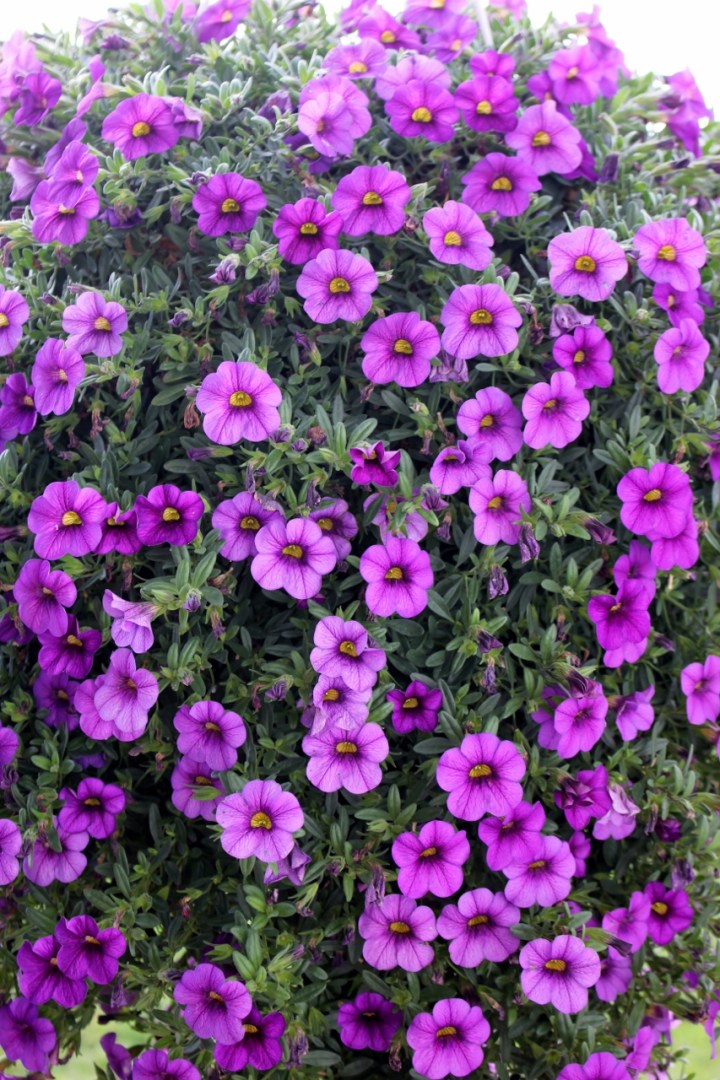 miljoonakello (853x1280)