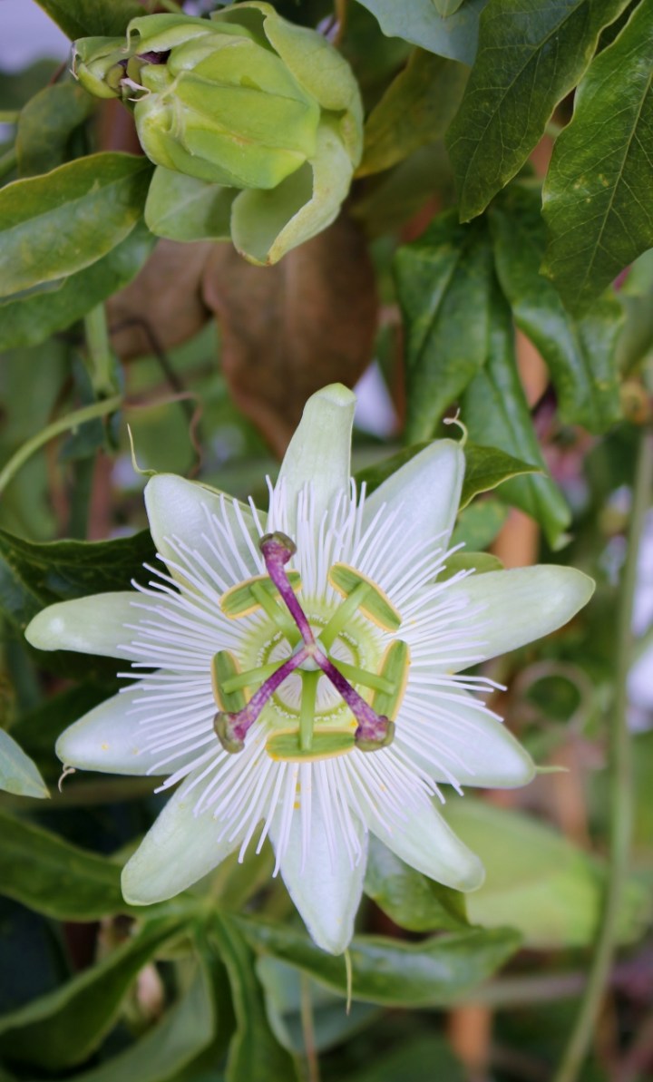 passioflora (772x1280)