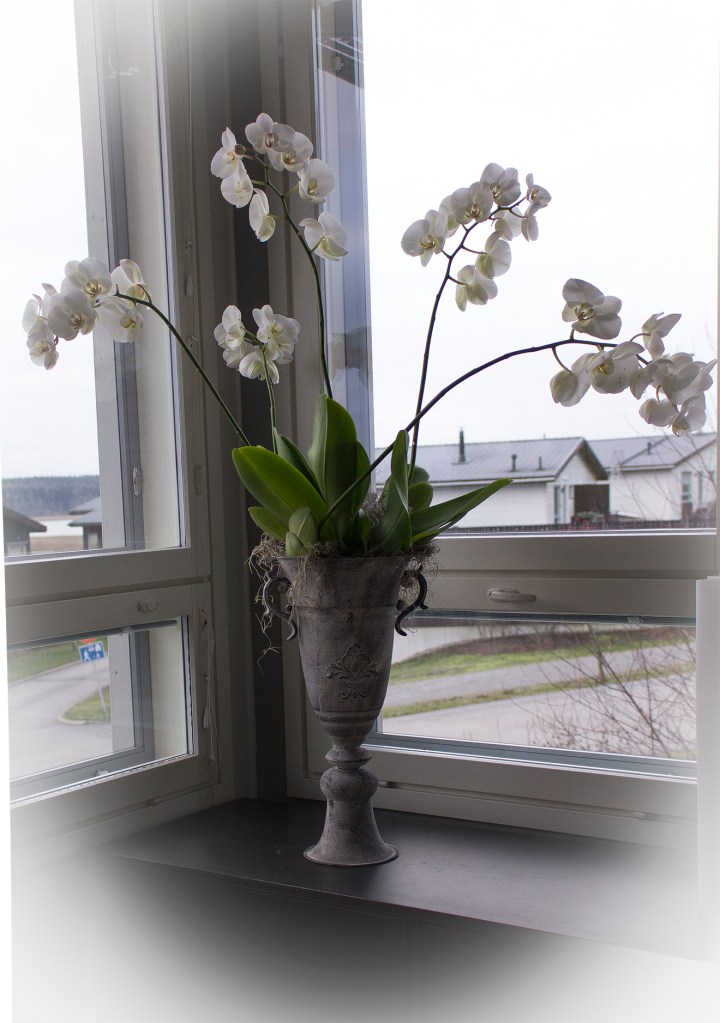 orkidea3