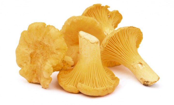 Group of forest mushrooms, isolated on white. chanterelles.