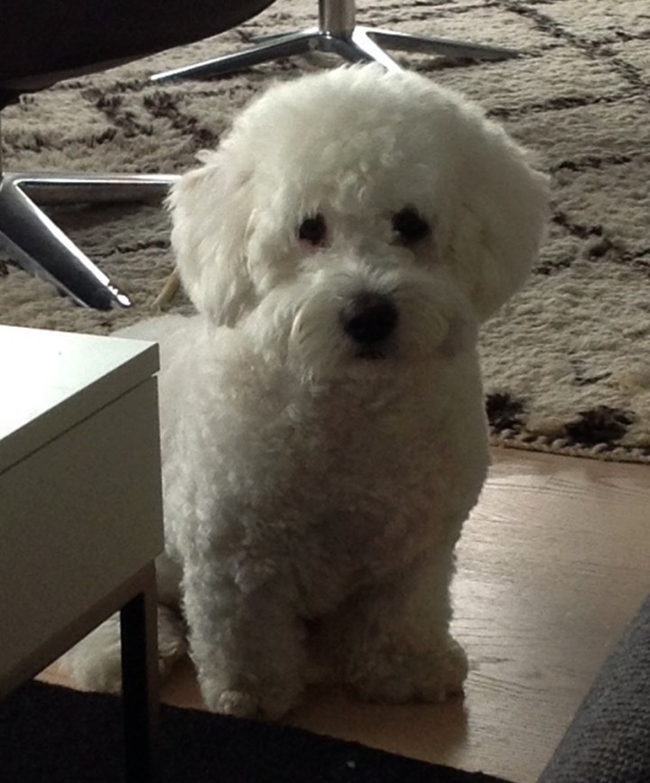 arttu_cotton_syyskuu2015