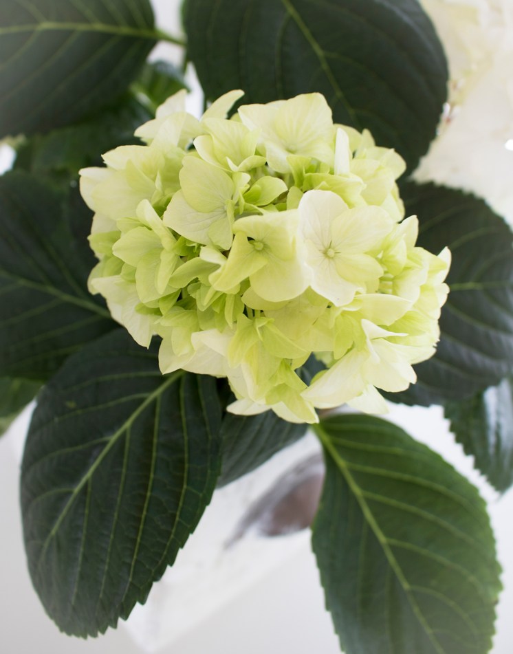 hortensia_1