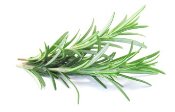 rosmariini1