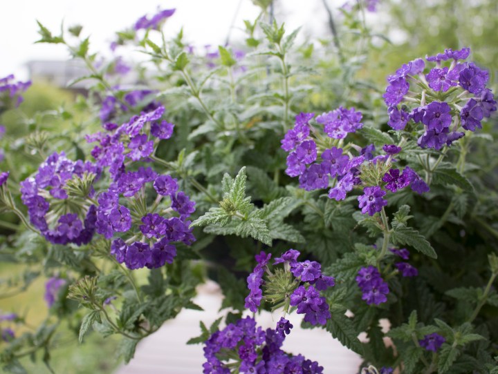 rautayrtti_amppelissa1